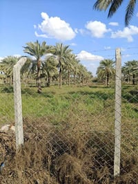 المدائن بغداد • ٦٥٠٠م • طابو