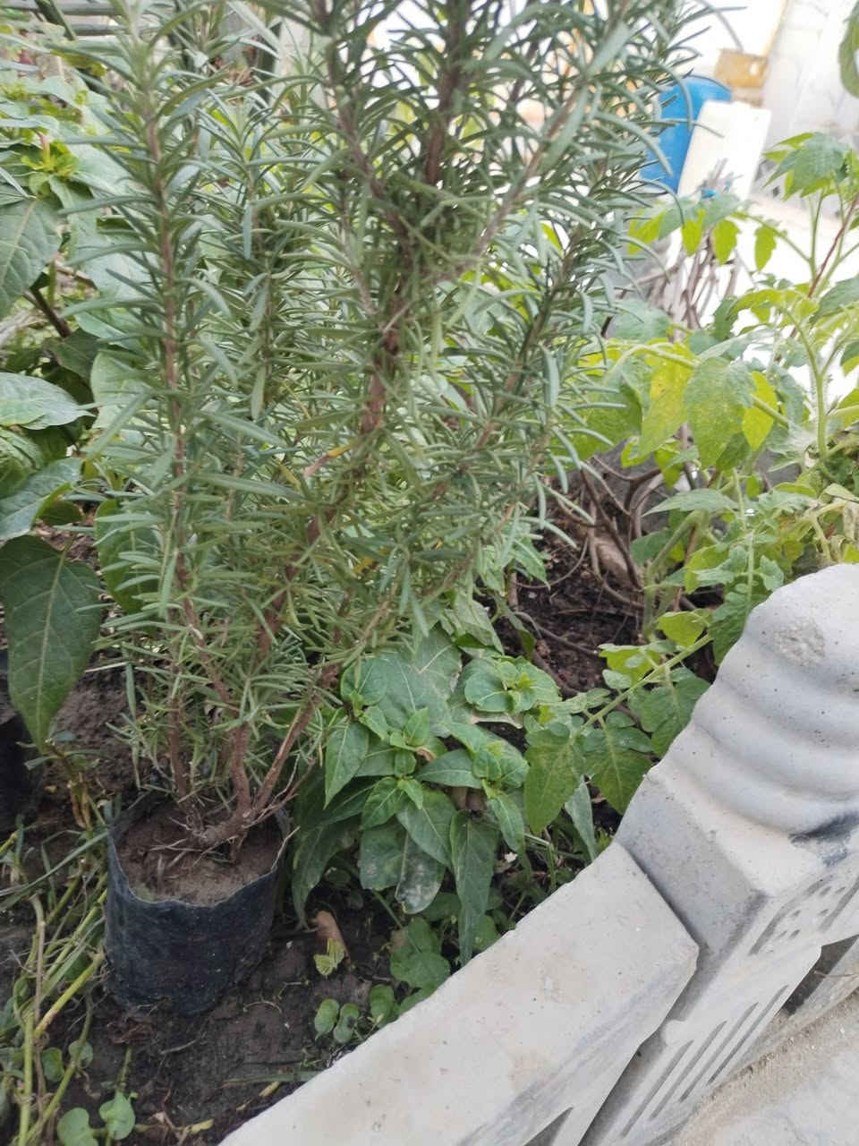 متاح لدينا سنادين شتلات 
شتلات ازهار ورد عين البقره
شتلات ازهار متسلق مجد الصباح الوان
شتلات ازهار اكاسيا شمعدان
شتلات الفراوله
شتلات إكليل الجبل روز ماري عطري 
شتلات ورد الختميه
شتلات ورد لاله عباس
شتلات متسلق ورد ابو خنجر الاتيني
شتلات الصبار التين الشوكي
شتلات متسلق البطاطا الحلوه
شتلات السجاد الكوليس
شتلات خد العروسه 
لطلب والحجز واتساب *********** السماوه أو مراسلة الصفحه يوجد خدمة توصيل طلبات داخل السماوه
