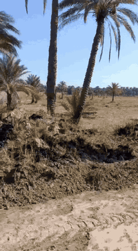 أرض زراعية ٢ دونم قرب قناة كربلاء الفضائية حولي الإبراهيمية عقد 117حقوق والتزامات ومفوض بالطابو أبا عن جد خلف خط البساتين المحاذي للطريق يبعد عن الشارع العام 50متر والطريق الحالي رسمي محرم كهرباء ماء سقي ماء شرب مدارس الدونم 80 مليون التواصل حصرا معي لم نضع الأرض لدى دلال ولم نخول أحد بالبيع ***********
