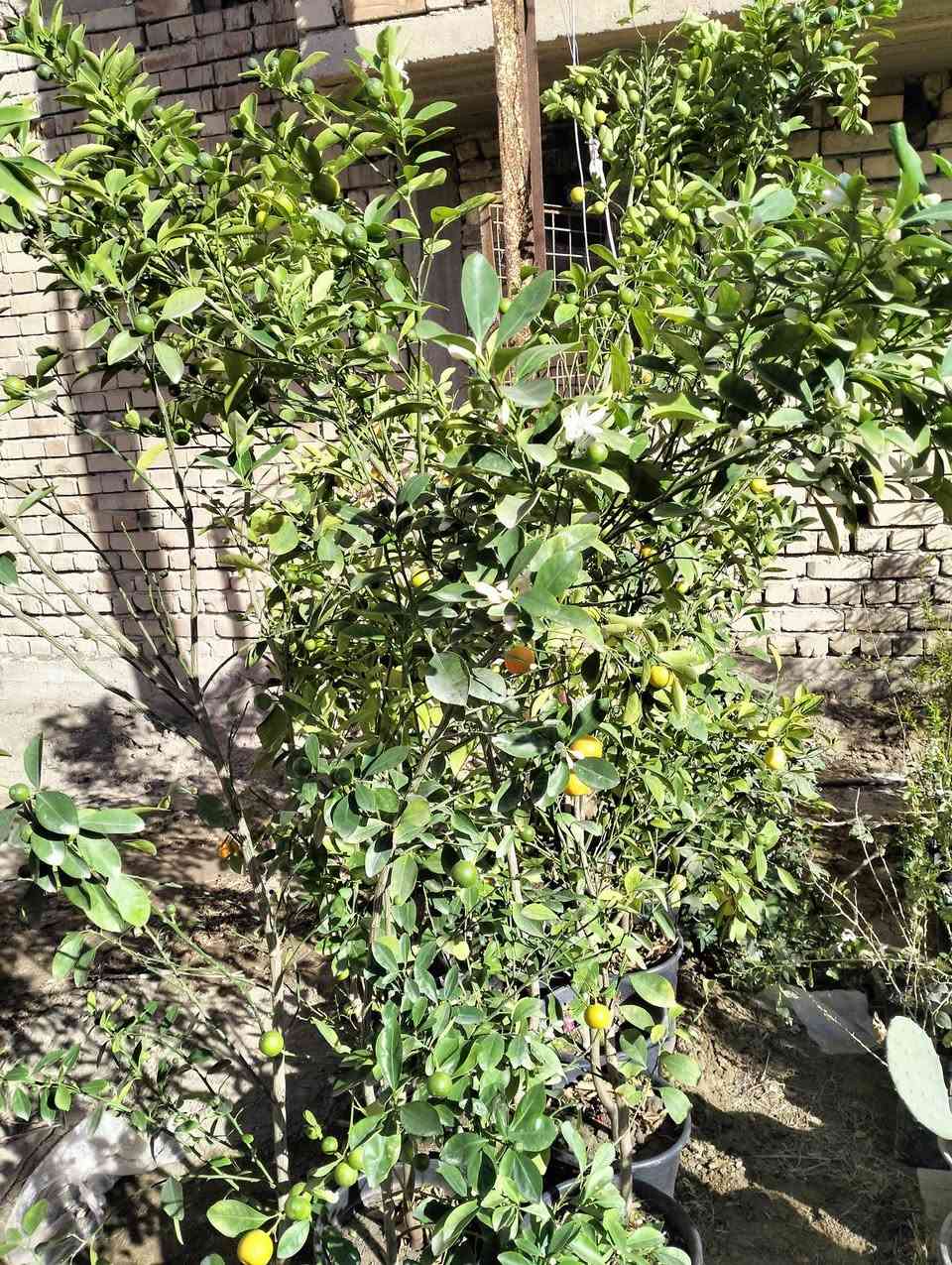 السلام عليكم 
متوفر انواع الاشجار 
برتقال عراقي 
برتقال صيني 
لارنج 
رمان 
تين بني مسلم اسود واصفر 
سدر مركب وحشري 
تكي مطعم 
قلم طوز 
دفله
رازقي
ورد الجمال 
ورد الجهنمي متسلق وقزمي 
شجرة عفص 
نبته الشاي العطري
شجرة البخور العطري 
                            
                          العنوان 
مشتل ابو سجاد قرب كهوة ابو وضاح


**إذا كنت صاحب هذا الإعلان وتريد حذفه لأي سبب، رجاءا أرسل رسالة إلى الدعم الفني**