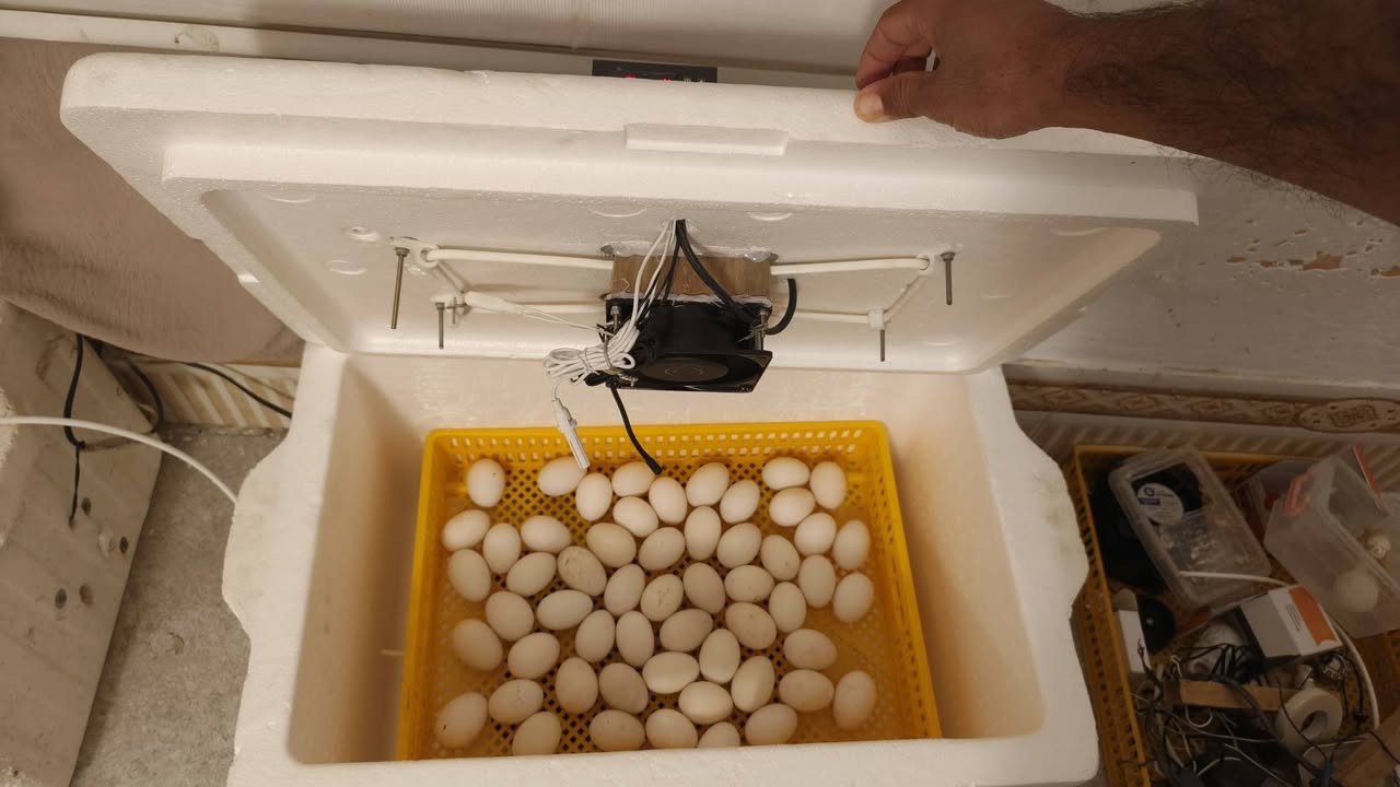 لآهلنا في الإصلاح.. النجاح بالإنتاج صار أسهل! 🐣
​السلام عليكم جميعاً..
أخوكم مؤمل، مربي ومنتج طيور. من خلال خبرتي وصناعتي للمفاقس، صممت لكم فقاسة هدفها الأول هو (البساطة والنتيجة المضمونة).
​ليش هاي الفقاسة تختلف؟
​سعة مثالية: تشيل 60 بيضة، وبنظام تقليب يدوي بسيط يضمن لك مراقبة البيض بنفسك.
​بساطة وسهولة: ما تحتاج أي تعقيد، مصممة لأي شخص يريد يطلع إنتاج بدون دوخة الشاشات المعقدة.
​دقة الحرارة: ركزنا على ضبط الحرارة اللي تناسب جونا العراقي لضمان أعلى نسبة تفقيس.
​شغل إيد: الفقاسة مصنوعة بمتانة وعناية، ومجربة شخصياً 
​⚠️ أهم ميزاتنا:
​نظام الحجز: لضمان الجودة، الفقاسة يتم تصنيعها وتجهيزها خصيصاً لك بعد الحجز مباشرة.
​وياك للآخر: ما نبيعك الجهاز ونعوفك، نبقى وياك على تواصل مباشر خطوة بخطوة من أول يوم لحد يوم التفقيس.
​💰 السعر النهائي: 100,000 دينار فقط
​للي يحب يطور مشروعه المنزلي أو يبدأ بإنتاج طيوره ودجاجه بطريقة سهلة ومضمونة، يتفضل يراسلني أو يتصل بي.
​📞 للتواصل والحجز: ***********
📍 الموقع: قضاء الإصلاح - المركز - الشارع ال اعمر
