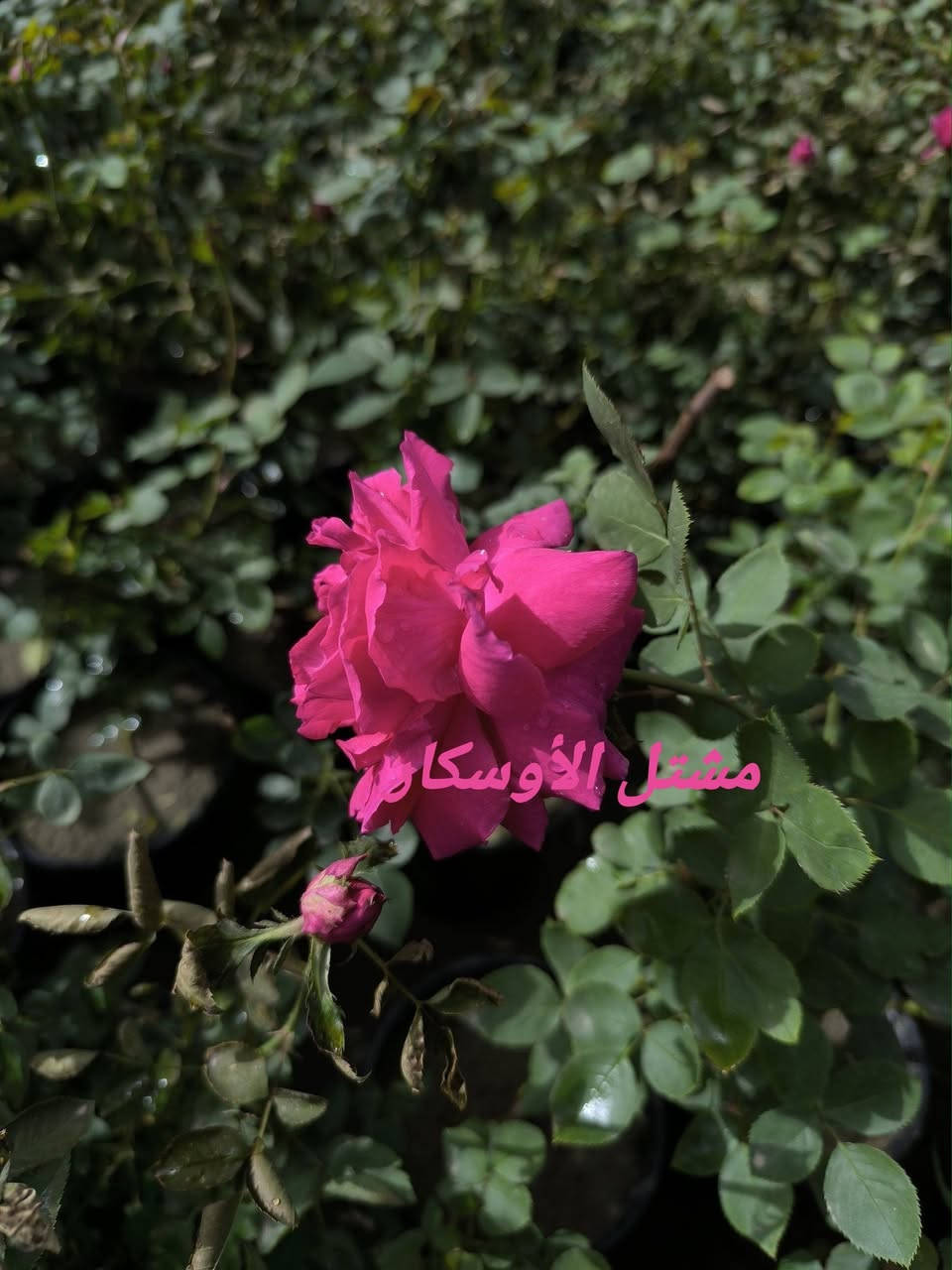 متوفر 
جوري سلطاني عطري

📍 زورونا في موقعنا:
مشتل الأوسكار – حي الحنانة – شارع نجف _ كوفة
(مقابل غرفة تجارة النجف و فريندز كافيه ومطعم شريف– مجاور متنزه الحنانة العائلي)

🕗 أوقات الدوام:
من 8:30 صباحاً إلى 8:00 مساءً

📞 للطلب والاستفسار:
*********** – ***********
(اتصال / واتساب / مراسلة عبر فيسبوك)
 متوفر دفع  زين  كاش ومتوفر ماستر  

🚗 يتوفر توصيل داخل النجف
موجودين في تطبيق توترز لبعض المواد الزراعية 
أهلاً وسهلاً بكم دائماً في مشتل الأوسكار 🌹🌹🌹
