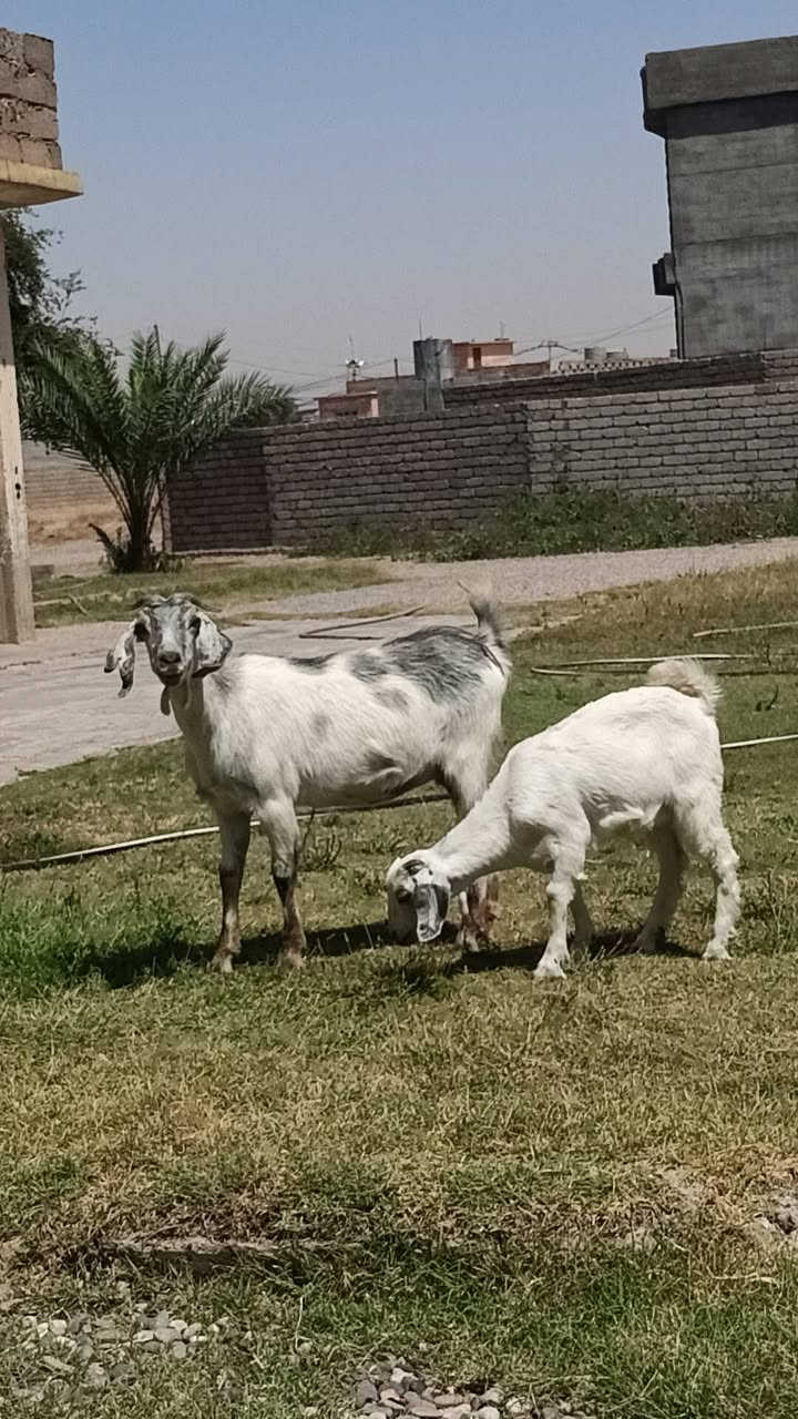 السلام عليكم 
صخله حمدانيه رغوث 
أول بطن وراها صخله خشف تبارك الرحمن 
حليب فووول 
مكفلات من كل عيب
مكاني الشرقاط 
***********
