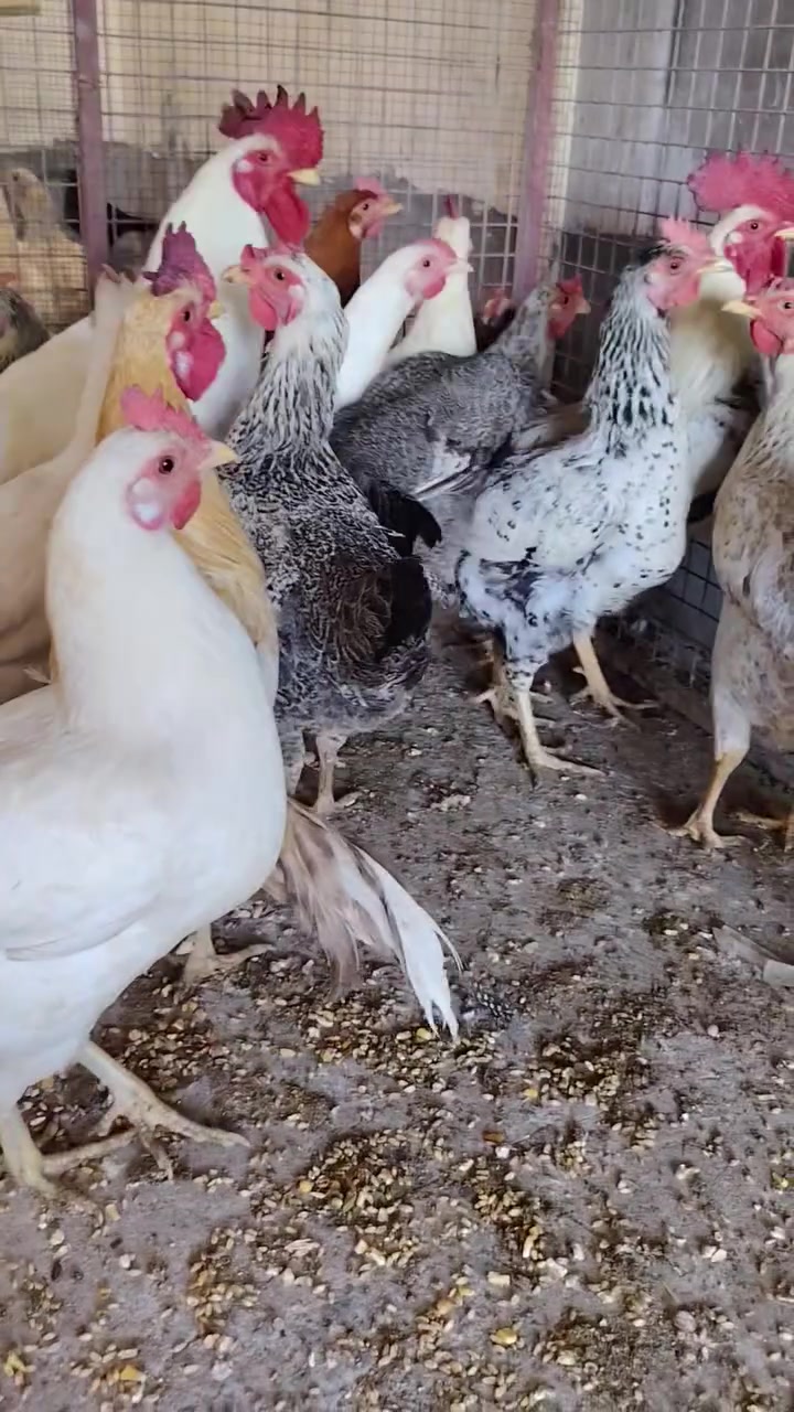 صلو عل نبي
اخوان ٢٠ دجاجه +٥ ديوجه الدجاج كله بيض خشنات ملقحات صحه خير من الله الدجاجت متعوب عليهن حيل الوان كلش حلوه الدجاجت خير من الله هاذا تصوير مكانهن #حالين هنه يمي بل #محل جبتهن للمحل #عنواني #المحاويل. مقابيل كراج المحاويل عل شارع العام قرب مركز الشرطه اليريد من عدهن يتفضل #للمحل اني بخدمته ماعدي حجز #عنون المحل المحاويل مقابيل كراج المحاويل


**إذا كنت صاحب هذا الإعلان وتريد حذفه لأي سبب، رجاءا أرسل رسالة إلى الدعم الفني**