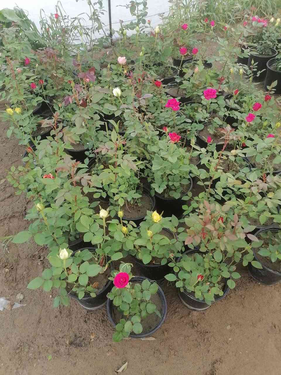 السلام عليكم يتوفر ورد جوري عطري    والورد الإيراني الألوان في مشتل الرحمن العنوان محموديه مقابل معمل البسكت الحمراء اهلا وسهلا ***********
