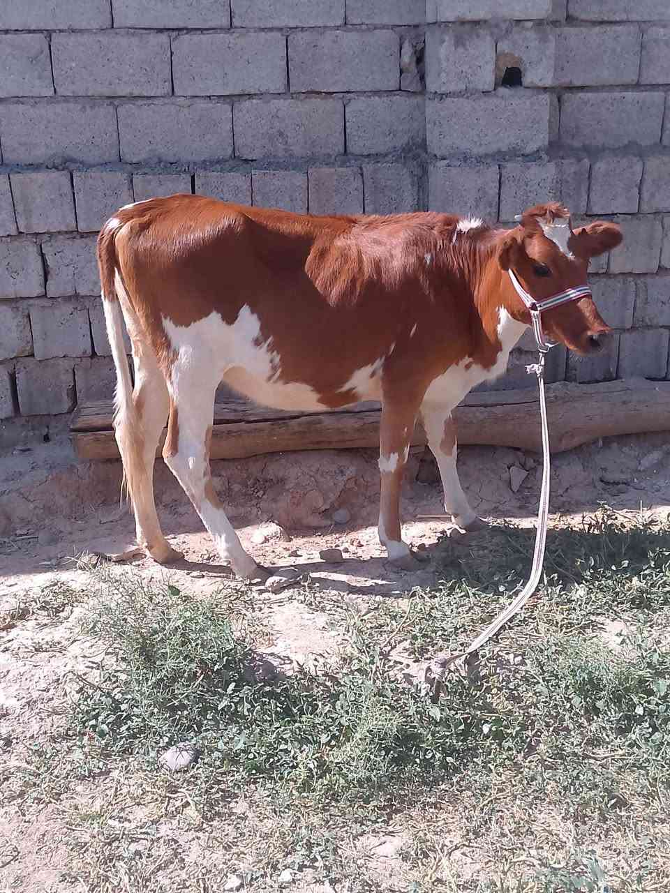 السلام عليكم للبيع بچر جنس اصليه مالت بيت ترهم ربط وجنيه اصرفت وما صرفناها شرط على كل عيب السعر مليون و430وبيها مجال قليل الاستفسار الاتصال على الرقم ***********
