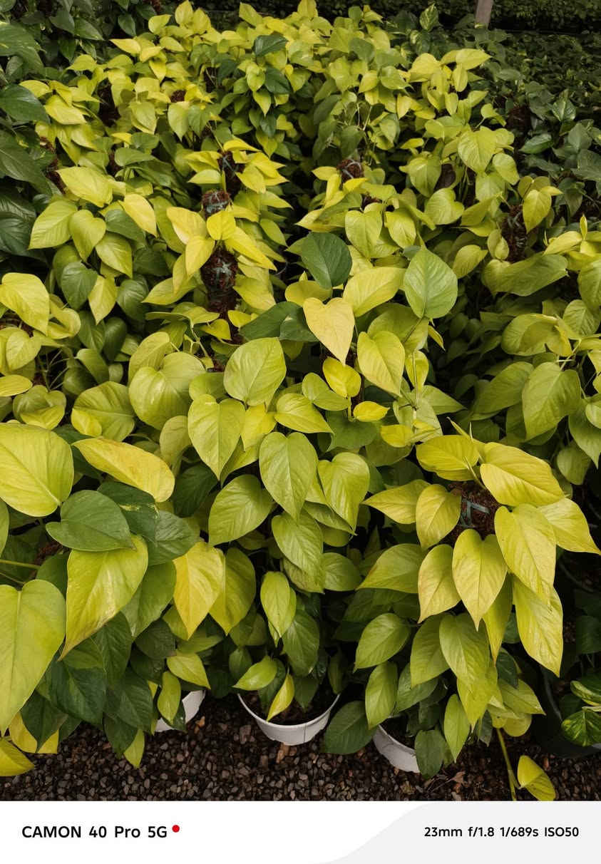 ياالله على بركه الله توجد لدينا جميع انواع النباتات الداخلية والخارجية وبأسعار تنافسية الاصحاب المشاتل وكميات كبيرة
عنوان المشتل طريق حله هاشميه مقابل شركه الرنا طريق ياحسين 
يوجد لدينا توصيل لجميع المحافظات 
البيع جمله ومفرد 
استفسار: ***********
