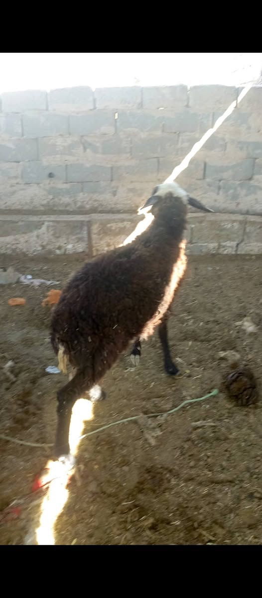 بسم الله ما شاء الله متاح فطيمه ذبح وزنها ما يقارب 18 الى 17 كيلو خير من الله مالت الدير مكانها بغداد المشاهده سعرها 280 قفل توصيل ما عندي. ///‏‪***********
