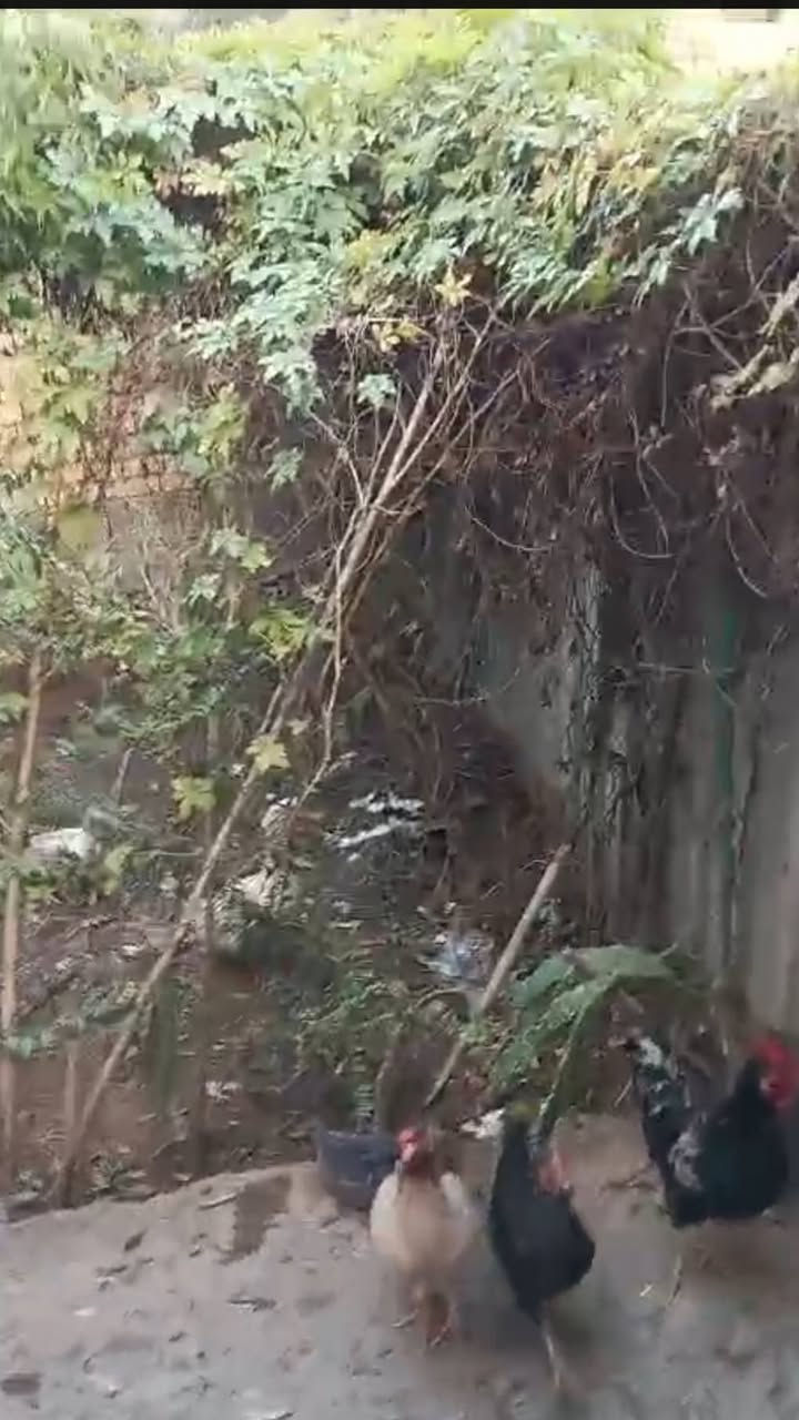 بيت للبيع مساحه الكليه  140 متر العنوان الدورة زراعي شارع 60 قريب علـّۓ  شارع الصحه 
البيت عباره عن طابق ونص
2 غرف نوم
حمام طابق الأول وحمام بالطابق الثاني
هول استقبال
خدمات
حديقه 40 متر
ارضيات جدران كامل
هول بالطابق الأول وهول بالطابق الثاني
البيت شارع 10 متر
كهرباء مي مجاري كامل
طابو صرف زراعي سند 25 ملك صرف
مجاور السكني شارع 10
للأستفسار اتصال او واتساب علـّۓ  الرقم
*********** بغداد, العراق
