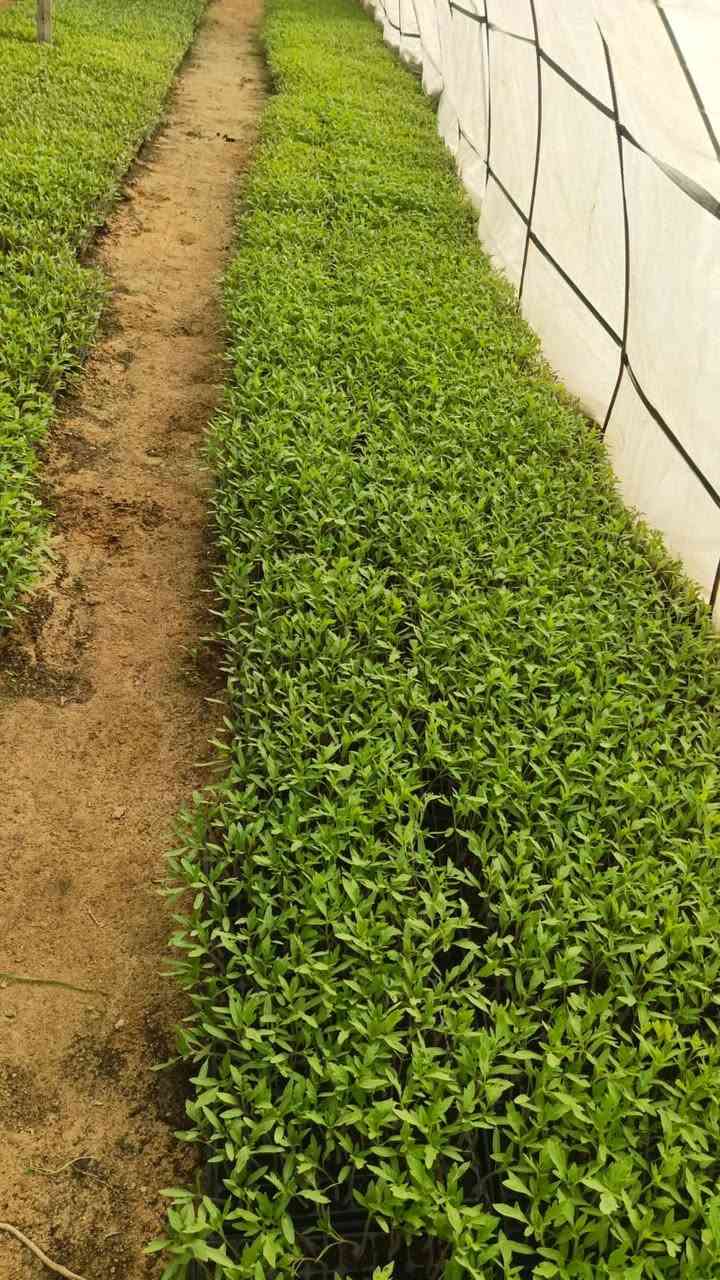 يوجد لدينا شتل طماطة عادي ومقاوم لحجز والاتصال***********
