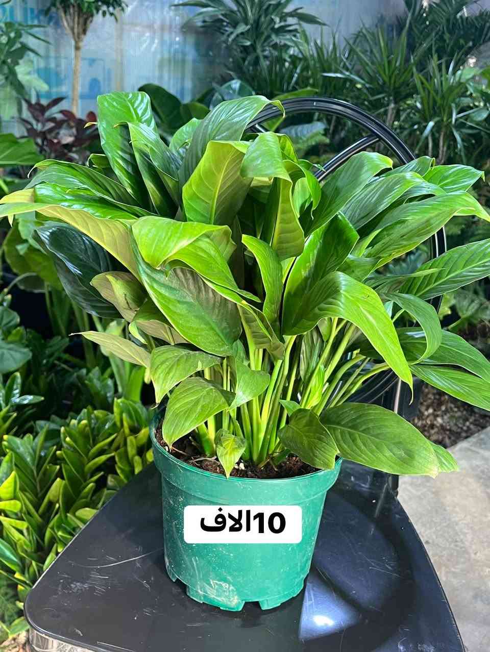 صباح المحبة على المتابعين الأحبة نعرض الكم الوجبة الأولى من النباتات الطبيعية 
بأسعار مناسبة جداً 
للتواصل معنا ***********
العنوان ديالى -بعقوبة -التحرير
