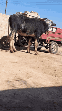 حشاوي ثنين فراتيه درجة أولى للبيع من امهات اصيلات العنوان ميسان الرقم ***********
