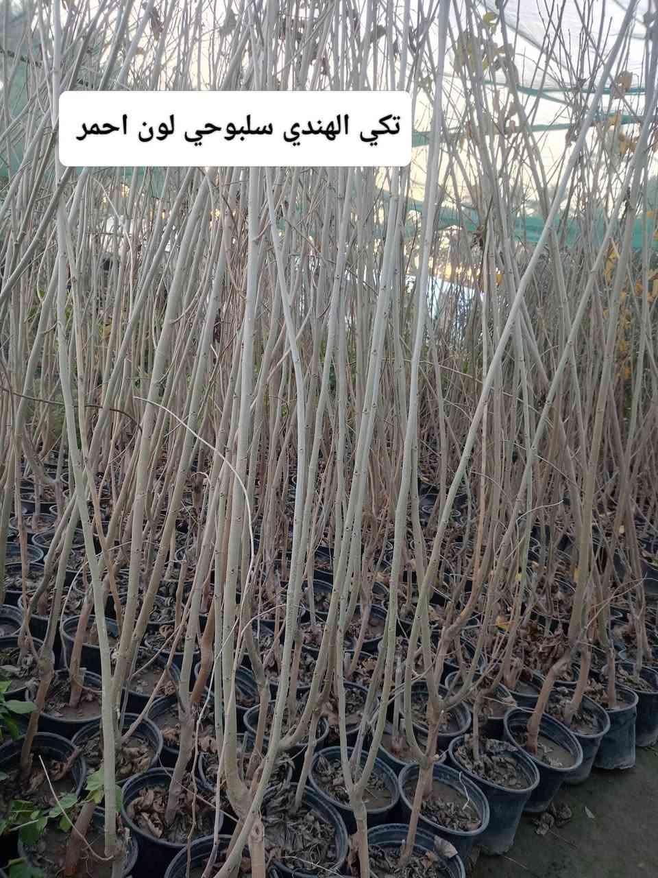 مشتل كرار الزراعي      الاسعار جمله فقط 
يتم تجهيز كل محافظات العراق 
يتوفر 
تكي الهندي سلبوحي لون أبيض واكو احمر حجم سندان 24 ارتفاع شتله 4متر وأكثر سعر 7٫000
تفاح كل الاصناف شلاع تغليف ليف ارتفاع شتله مترين ونص ع 3متر سعر 3٫500
تين بني مسلم الأسود ارتفاع شتله متر ونص سعر 3٫500
تين صنف عرموطي امايات سعر 10٫000
تين تركي ارتفاع شتله مترين ونص واكثر سعر 4٫500
نومي حامض شهيري محمل سعر 5٫500
رمان يمني سعر 2٫500
كوجه   مشمش  تكي كندي  عرموط كل اصناف كله ارتفاع شتله مترين ونص ع 3متر سعر 3٫500
سعر واحد 
تكي الشام 4٫000
عنب حلواني ترقيد حجم سندان 24 سعر 6٫000
تكي الهندي سلبوحي تغليف ليف ارتفاع 5متر سعر 6٫000
تحياتي الكم احبتي متابعين 
العنوان بغداد الكريعات يم وقف سني 
واتساب ***********
