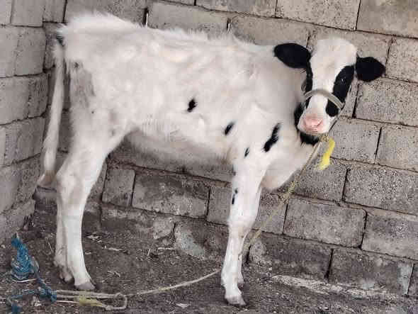 بسم الله ماشاء الله  بجر هولشتاين  جنس درجه اولى خط اول نصاحه و اچالة فول   وين الرباطه وين اليدور حلال نضيف  
وبسعر مناسب اتصل وتدلل 
المكان .... الشرقاط  الخضرانيه  
***********
