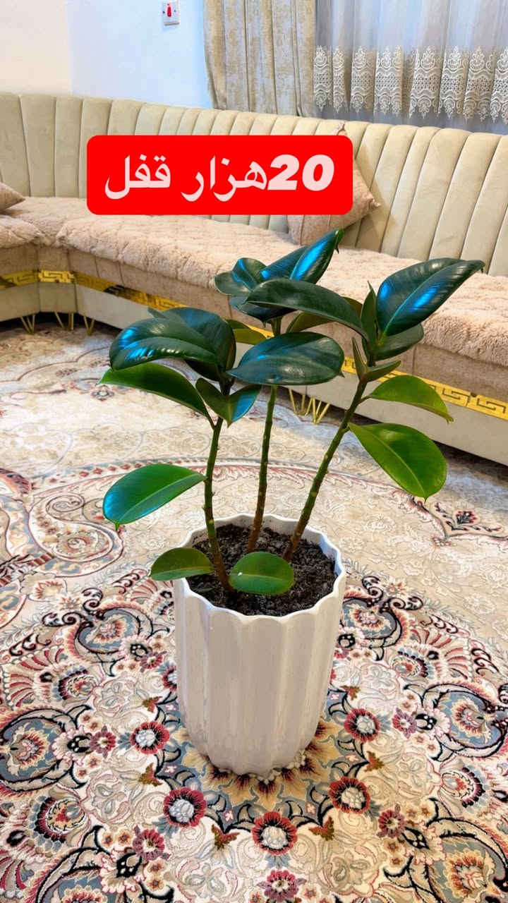 ئه ف كوله خرته بيعي نه كلك راقينه
0750 4263490
