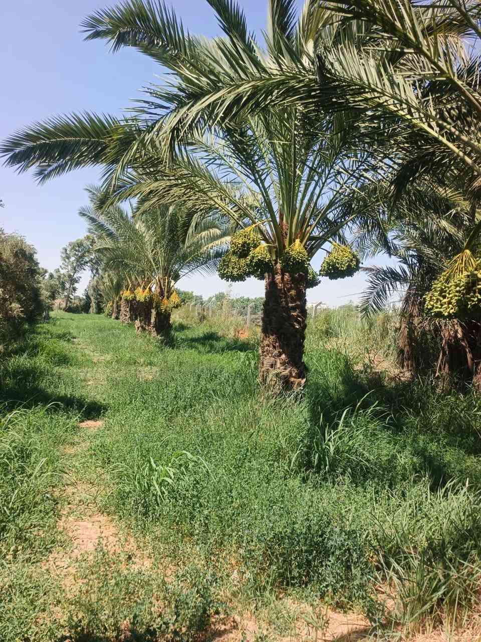 بستان 3 دونم البيع  ستثماري   ومضيف 16 متر وبيت 400 متر. عقد  35 كافت الخدمات صالح  السكن  زادت اساله ماي   زادن مستوصف زادن مدرسه العنوان كوت  منطقت اليوسفيه الستفسار اكثروالسعر خاص ***********/***********
