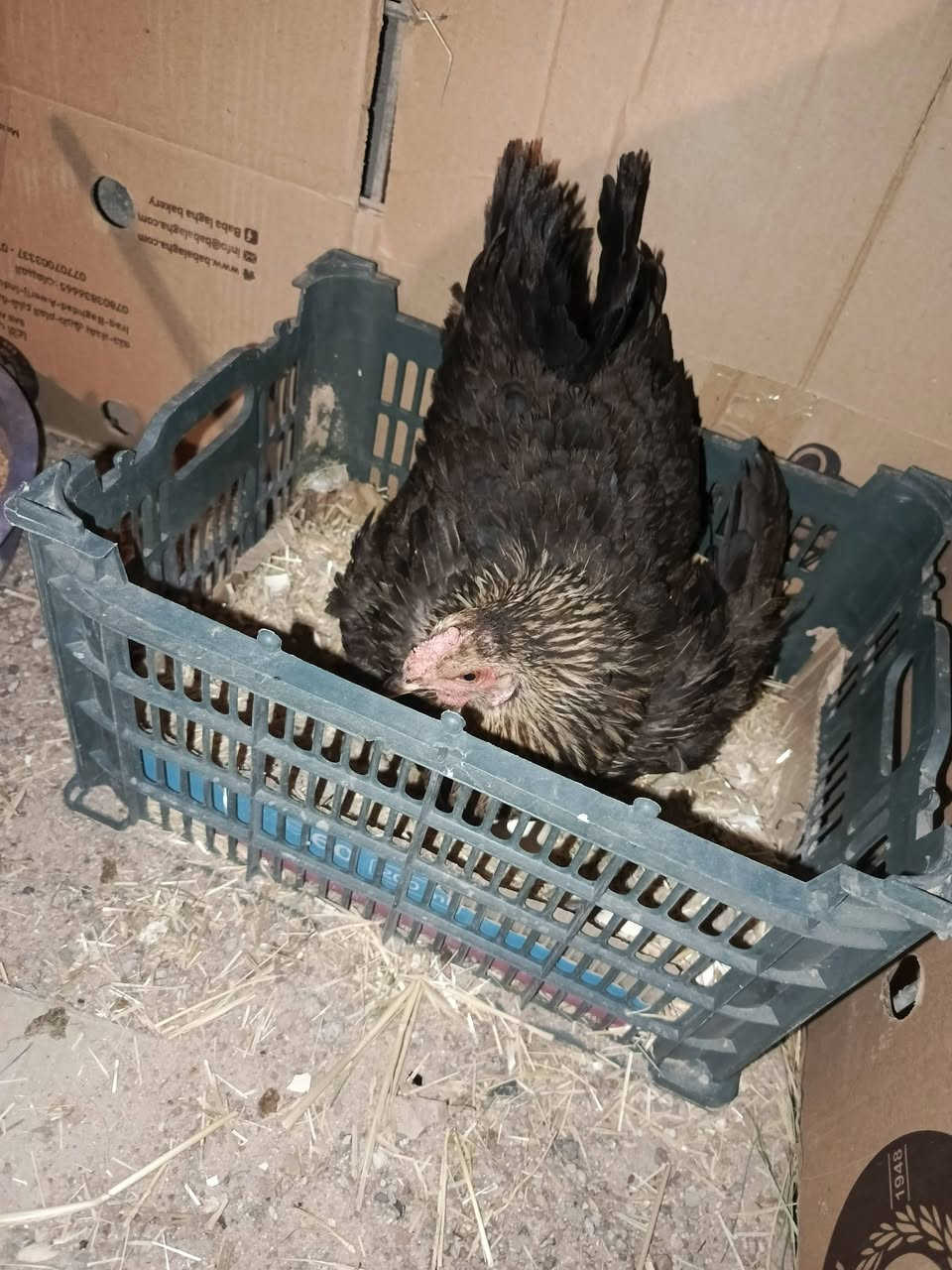 للبيع دجاجت عرب ***********
