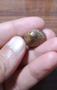 داودي هندي • زيتوني • جالب للحظ