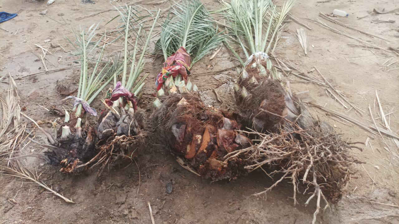 متوفر نخل برحي احاجم اكبار عثوك بيهن عدد 2كبار و2ازغار السعر شلع 450 مكاني كربلاء مع مكاتبه الضمان وعنواني رقمي للتواصل ***********
