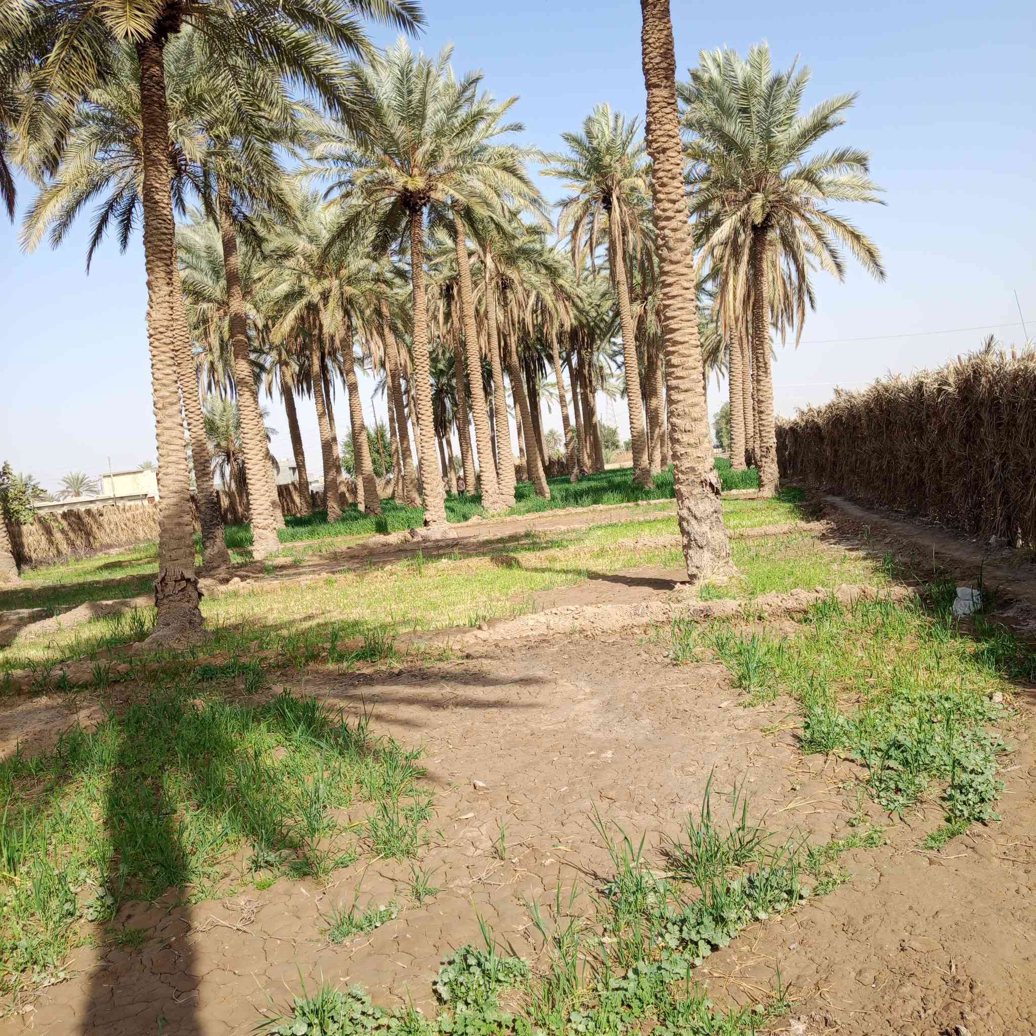 السلام عليكم ارض طابو صرف مساحه دونم و ربع الوجه 100 متر نزال 32 مكان صقلاويه قرب ل مفتول اتصال او استفسار ***********
