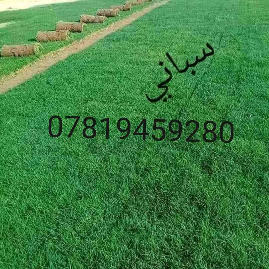 اللهم صلي على محمد وعلى آل محمد  
توجد لدينا جميع النواع الثيل  ١ الهندي ٢والاسباني ٣والفرنسي ٤والايطالي ٥والانكليزي ٦ والاربعه فصل 
سعر القطه ب ٧٠٠ دينار 
سعر المتر المربع ب٢٠٠٠ بالفين دينار
  يوجد خصم قيم من الاسعار 
مع مع زياده في الأمتار  يوجد كادر عمل متخصص 
مستعدين لتجهيز  جميع الحدائق الكبيره  والصغيره 
والملاعب ودوائر الدوله 
يوجد توصيل جميع المحافظات 
***********
***********
