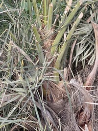 ٤فسائل • الضوالم • قرب الوركاء