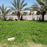 يوجد ارض طابو سند 25 بغداد التاجي قرب المصابيح يوجد فيها كافت الخدمات ...