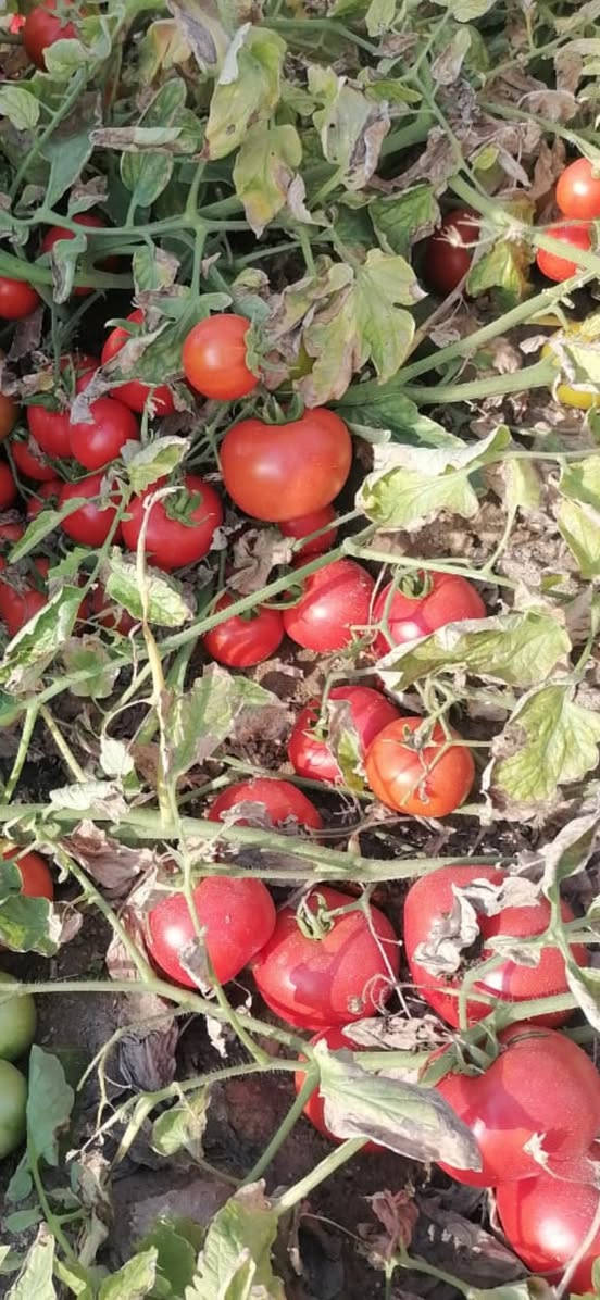 صنف سرى التايلندي من الاصناف الغزيرة جدا بالثمار وتحمل عالي للفايروس مع ثمار ذات لون وصلابه مميزة ٢٥٠-٣٠٠غم.


**إذا كنت صاحب هذا الإعلان وتريد حذفه لأي سبب، رجاءا أرسل رسالة إلى الدعم الفني**