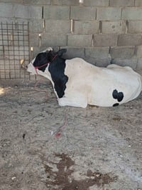 عجل علف • عربة علف • علافة منزلية • توزيع علف • مقطورة علف • علف حيوان...