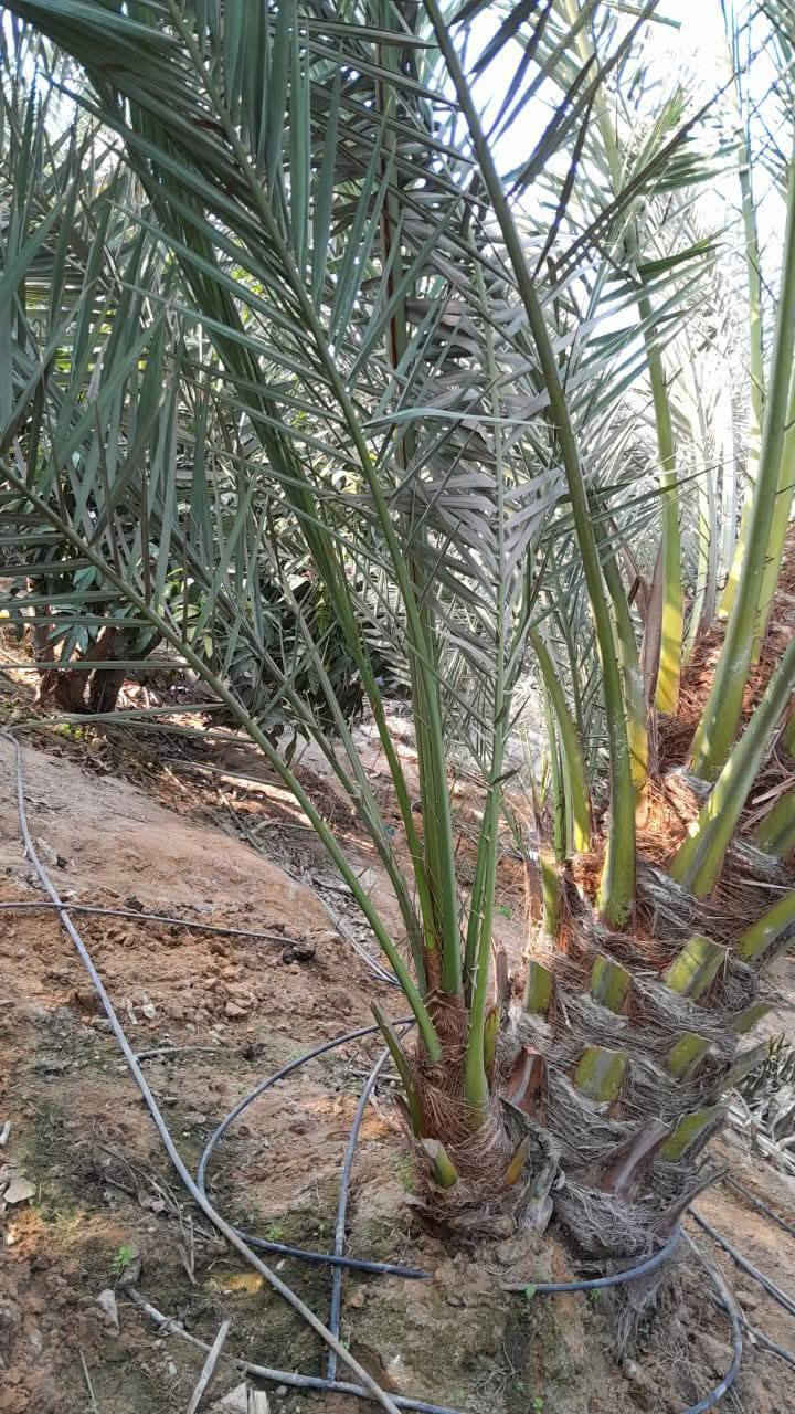 توجد انواع فسائل النخيل وباسعار مناسبة جدا
برحي مكتوم مجهول قرنفلي 

عجوه المدينة طه افندي 

اخت الفحل عوينه ايوب 

اخلاص عنبره مشمشي بدعه 

ليلوي بلكه مكاوي خضراوي 

جوزي قزمي حمراوي حمره الجبل 

شويثي احمر واصفر جبجاب 

بريم بربن ديري كنطار ام الدهن 

دقله نور مكحله اصابع العروس 

مكاني كوت ***********
