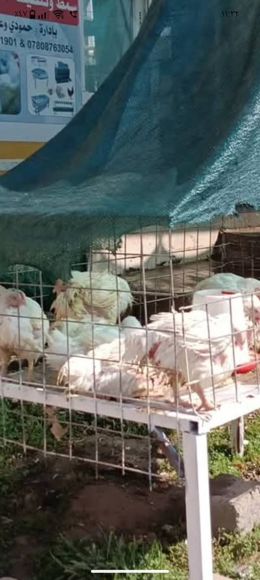 "بسم الله الرحمن الرحيم"
     تم بعون الله افتتاح مجزرة دجاج حي 🐔🐔 للبيع بأسعار مناسبه جداً سعر الكيلو 3,500
           ؟ العنوان مسقف ومشويات الحي العصري؟ بأدارة أ.            أ#حمد الزيدان #واحمد فائز 
    رقم ه ***********
***********يوجد لدينه خدمت توصيل@

