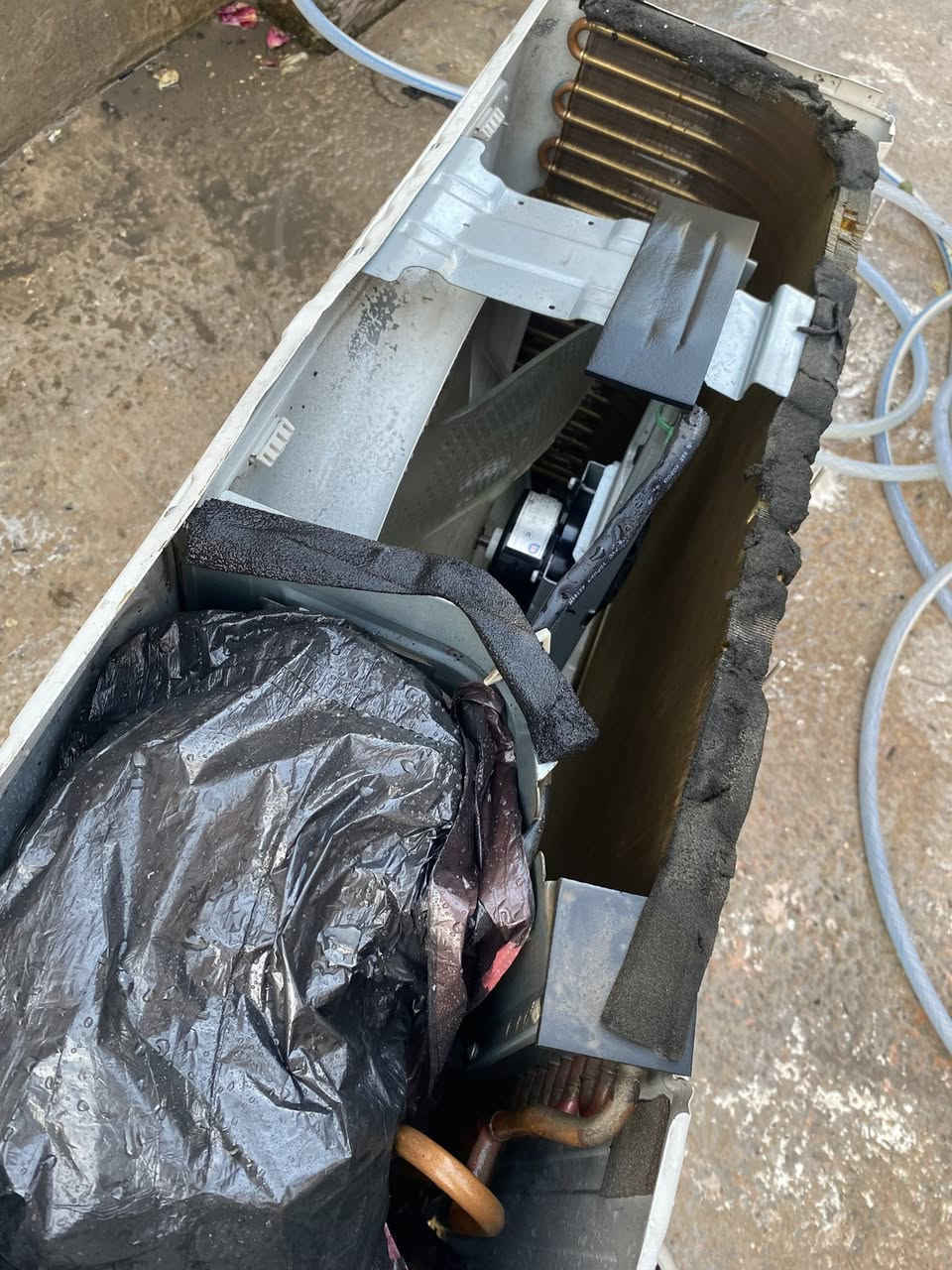 *********** الثعالبه
