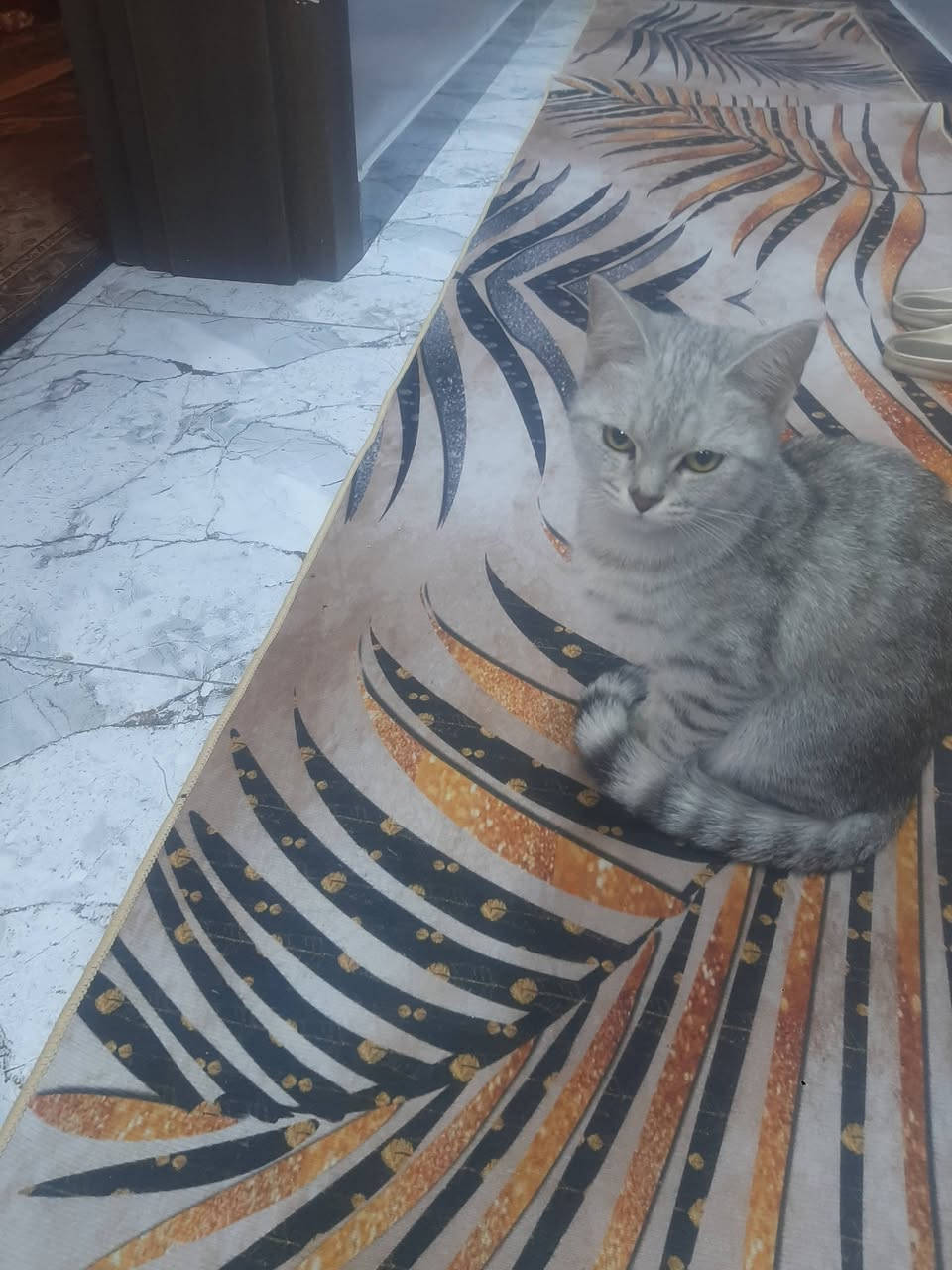 سلام عليكم هاي البزونه لكيتهه بل باب ضايعه الي يعرف صاحبهه او يعرفهه يتصل على هاذ الرقم بي واتساب *********** زراعي الصحه
