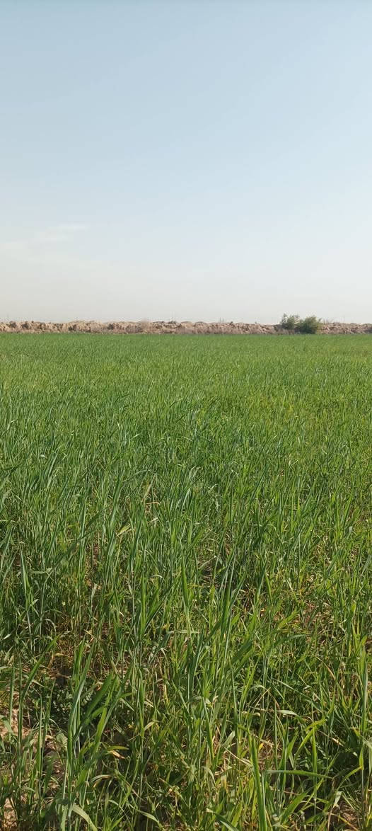 ارض 40 دونم تنباع مرعى چاير حلال موقعها ذنايب شاخة العيسى مجاوره السبيس واسط للأستفسار الأتصال بالارقام
***********
***********
