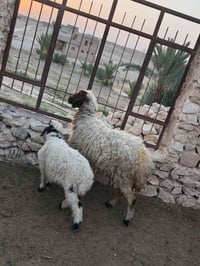نعجه مطفل • توصيل • بروانه سنجك