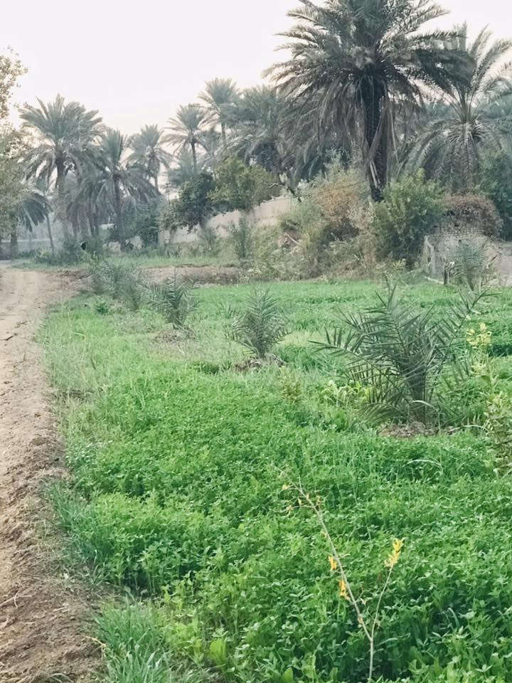 الصويره - منطقة الداور الشرقي الكفيفان 
للبيع ارض  زراعيه بستان مساحه 18 دونم طابو زراعي سند (25) 
من ضمنه 3  دونم شاطيه 
تحتوي على نخل مجهول 160 نخله 
تحتوي على نخل برحي 50 نخله 
تحتوي على انواع اخرى من النخيل 
تحتوي على انواع الحمضيات 
الارض مزوده منظومه ماء للسقي غطاس مع بواري 
تحتوي على بيوت عدد (2) 
الارض مسيجه بالكامل مع عمل حجر من جهة الشط 
تبعد عن جسر الصويره 5 دقايق 
متوفر كافة الخدمات 
سعر الدونم 55 مليون - تباع بالكامل 
@#الجميع
***********
