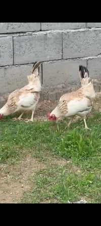 بيض دندراوي • بيض • دجاج دندراوي • حلال للبيع • طيور دندراوي