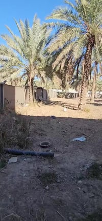 الحر الصغير • ١٠٠٠م • سند ٢٥