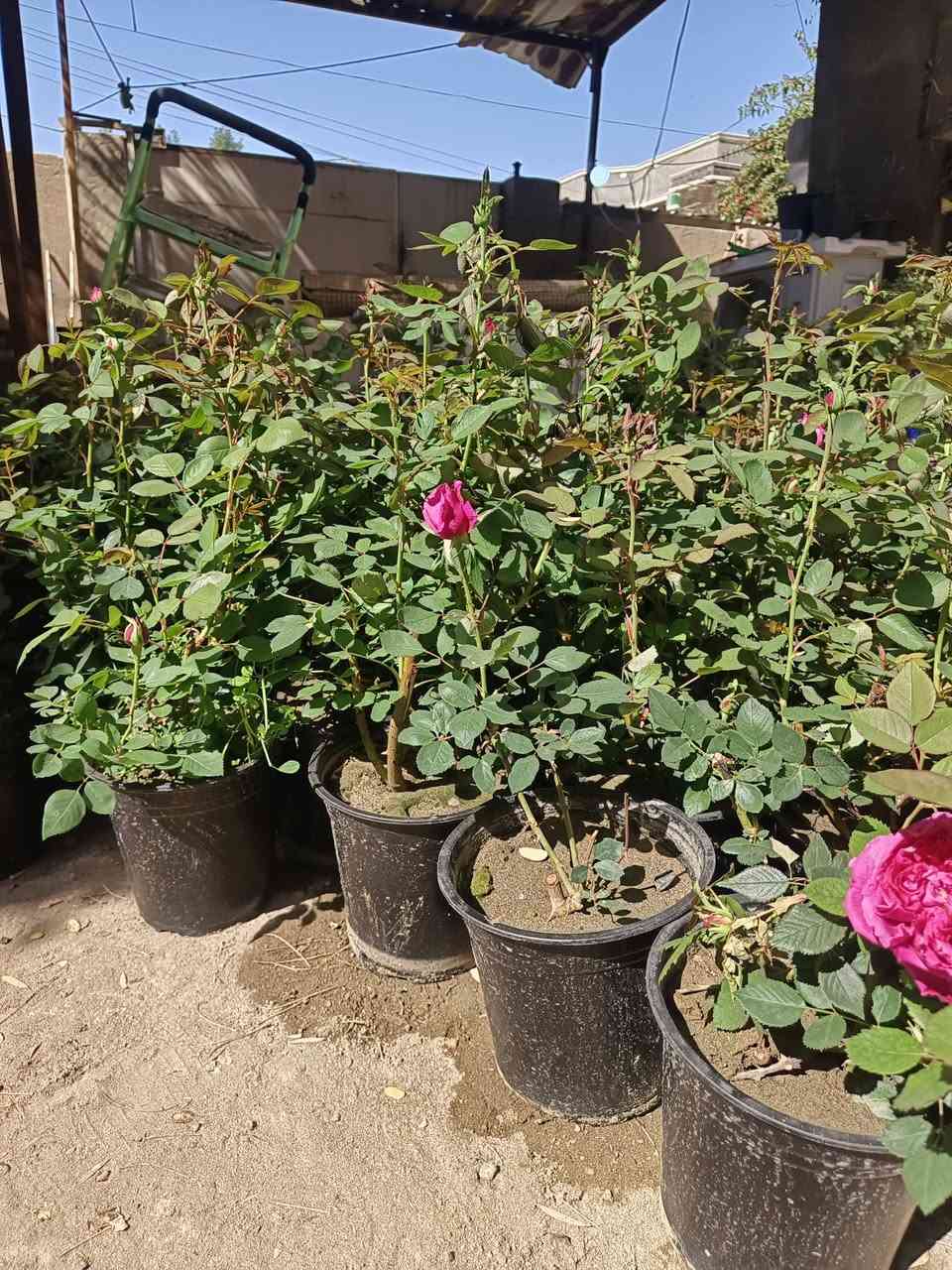 يا الله ورد سلطاني عراقي عطر فواح 
سعر 2500 الكميه قليله كلش
ورد الوان الفين دينار
متوفر توصيل داخل وخارج المسيب


**إذا كنت صاحب هذا الإعلان وتريد حذفه لأي سبب، رجاءا أرسل رسالة إلى الدعم الفني**