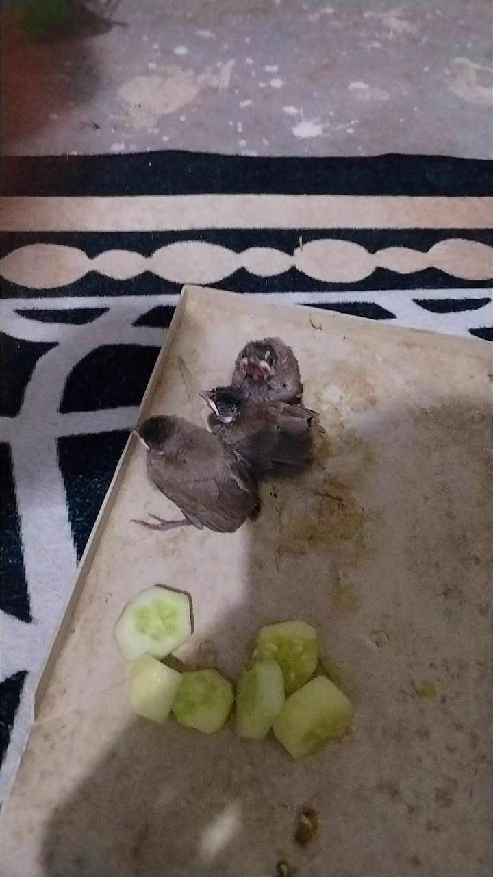 سلام عليكم بلابل البيع  ***********
