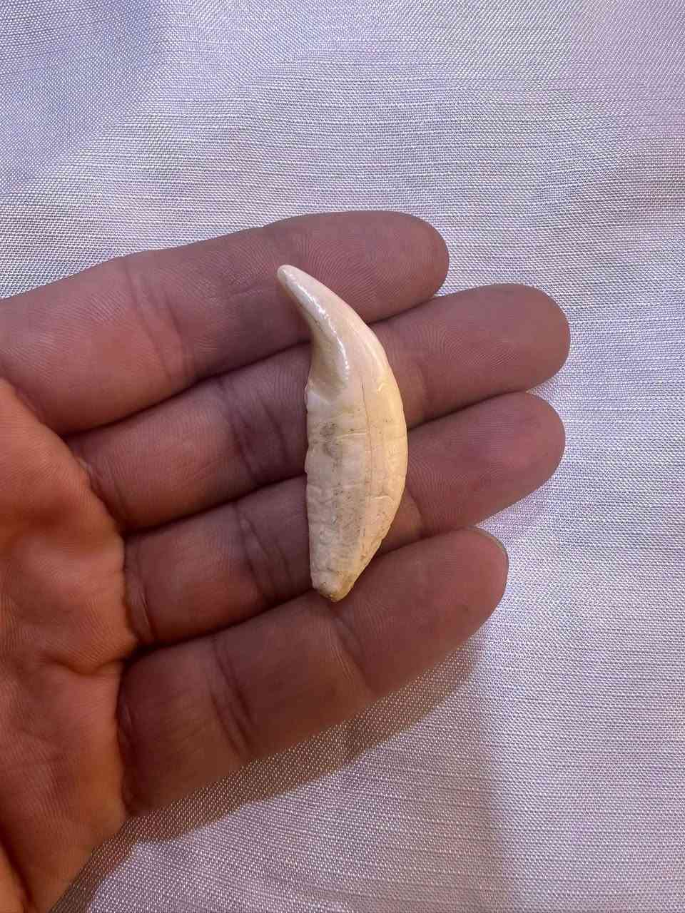 ناب ذيب اصلي ذمه


**إذا كنت صاحب هذا الإعلان وتريد حذفه لأي سبب، رجاءا أرسل رسالة إلى الدعم الفني**