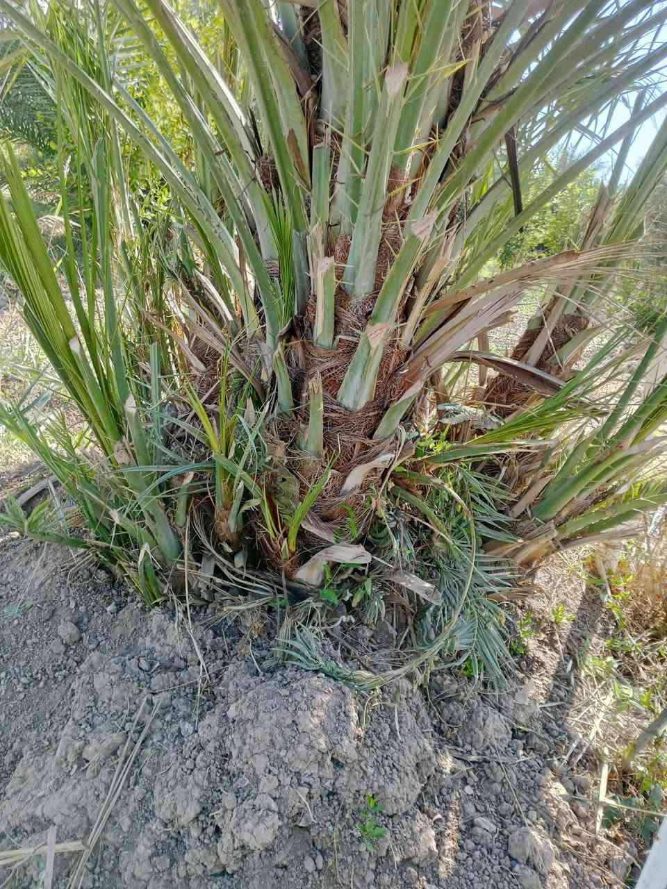 سلام عليكم ورحمه الله وبركاته متوفر 7فسال دقلة نور الجزائريه متعهدين بصنف لحين الاثمار العنوان واسط عزيزيه قرب مطبات الهاشمي للاستفسار ***********اخوكم ابو يقين للنخيل ملاحظه القلع بحضورك
