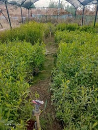 يوجد لدينا شتلات دادونيا طولها 50الى 70 سم وكالبتوس طولها من 90الى 130...