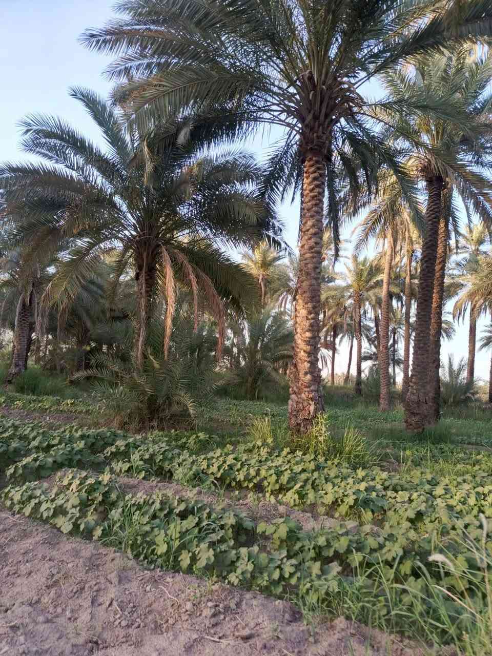 عندي بستان المساحه ٤ونص دونم سند طابو زراعي بسمي على طريق شريفه بنت الحسن تبعد عن الشارع ١٠٠ متر وبيه ماء وكهرباء سعر الدونم ٩٥ مليون منطقة ابي غرق الوسط قريب حسينة سيد شاكر ولادة قريب بيت سيد فارس بيه ١٥٠ نخله


**إذا كنت صاحب هذا الإعلان وتريد حذفه لأي سبب، رجاءا أرسل رسالة إلى الدعم الفني**
