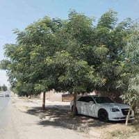 شجرة • ٣ سنوات • تحمي البيت والسيارة