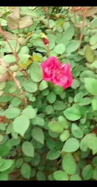 ورد جوري سلطاني • إنتاج مشتل • فيديو