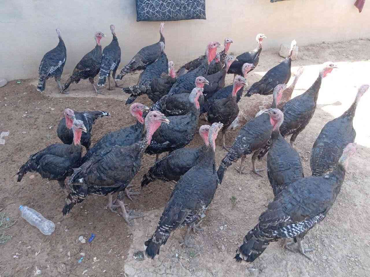 سلام عليكوم علويات للبيع عداد 25 انضاف خشنات درجه ولا كلهن مال بيت فرنسي اسواد بيهن 3 فحول بقي انتايات شراي خبر عل رقم الهاتف مكان بل موصل كلهن مال مزرعه انتايات بيضاط
‏‪***********‬‏
‏‪***********‬‏
