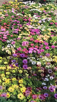 ديكور • حديقة • زينة