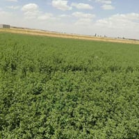 يوجت جت • حاوي عويجيله