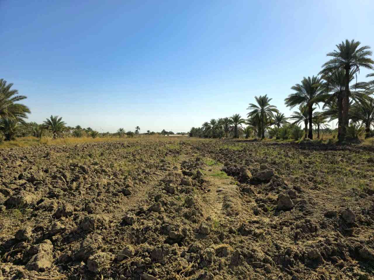 أرض زراعية 6 دونم طابو سند 25 باسم شخص واحد تحويل سعر الدونم 45 مليون قابل للتفاوض كربلاء ناحية الخيرات الموقع موضح بالصور *********** سقي سيح وكهرباء طوارئ
